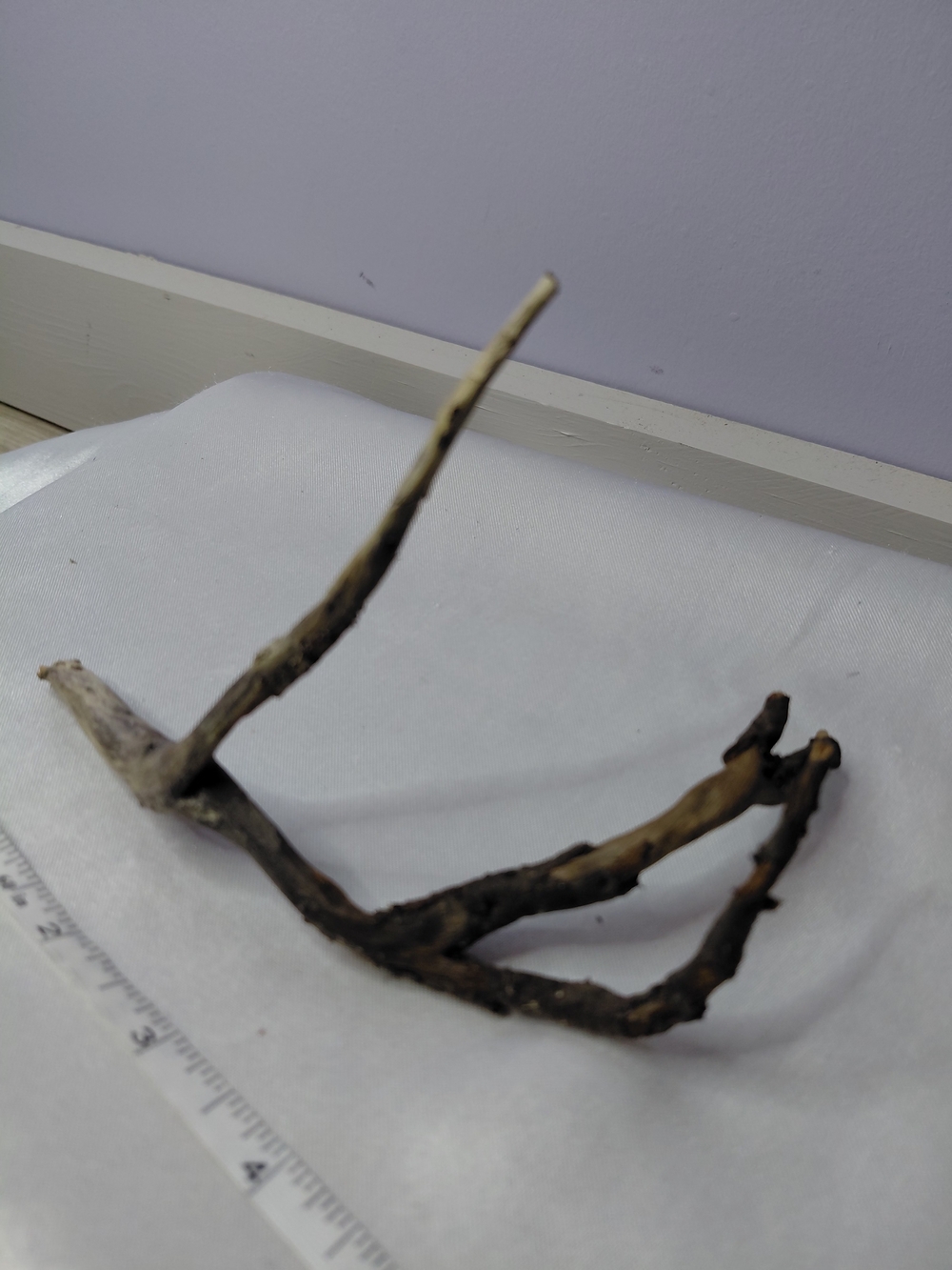 CRAFT Natural Driftwood Decorative Branches - Picture 2 of 10